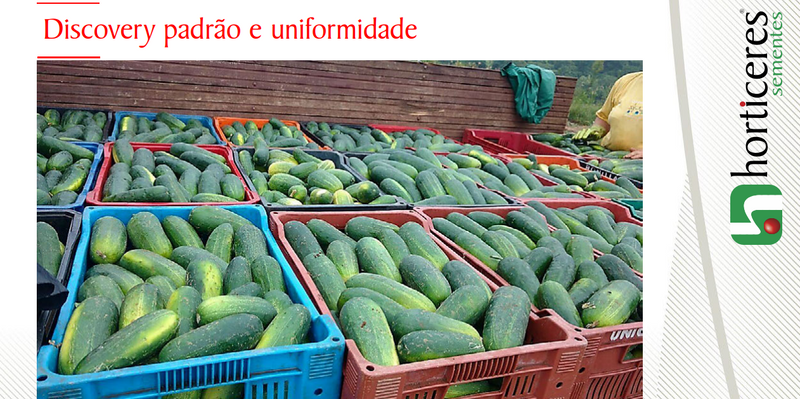 PEPINO CAIPIRA HIBRIDO DISCOVERY HORTICERES 1000 SEMENTES