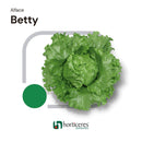 ALFACE AMERICANA BETTY HORTICERES 25000 SEMENTES