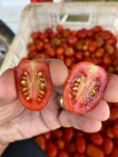 SEM TOMATE GRAPE HIB RED SUGAR  0.5MX - HORTICERES