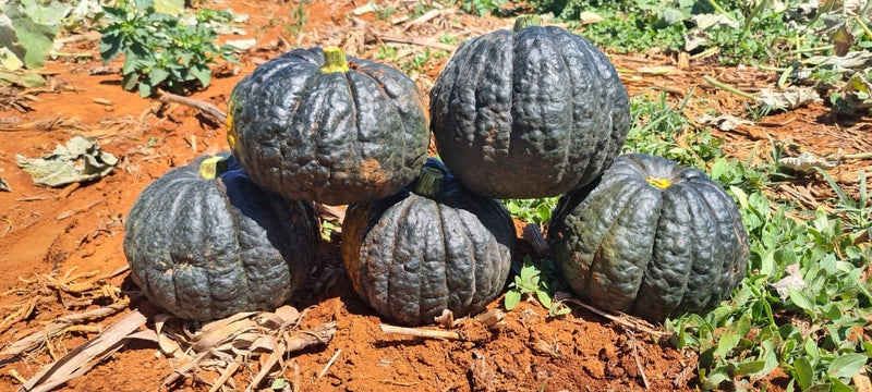 ABÓBORA HÍBRIDA CABOTIA TAKADA CERTA BLUESEEDS 2000 SEMENTES