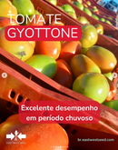 TOMATE SALADETE ITALIANO HIBRIDO GYOTTONE  EWS 1000 SEMENTES