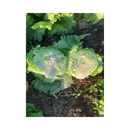 ALFACE AMERICANA ARUANAS RIJK ZWAAN 5000 SEMENTES