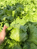 ALFACE AMERICANA BS AA0067 BLUESEEDS 7500 SEMENTES