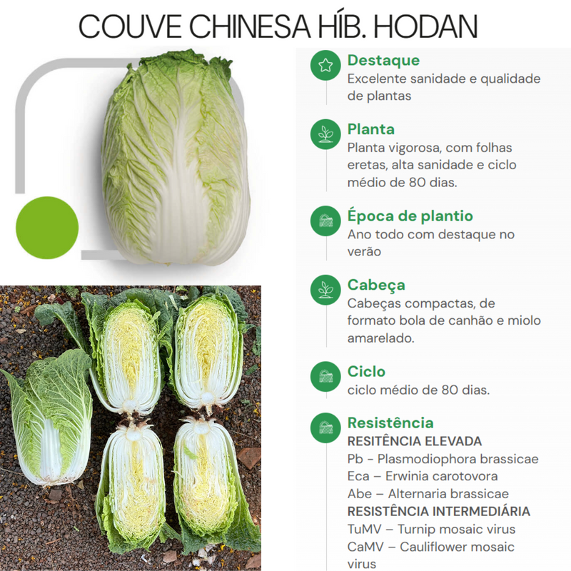 COUVE CHINESA HIBRIDA HODAN HORTICERES 2000 SEMENTES