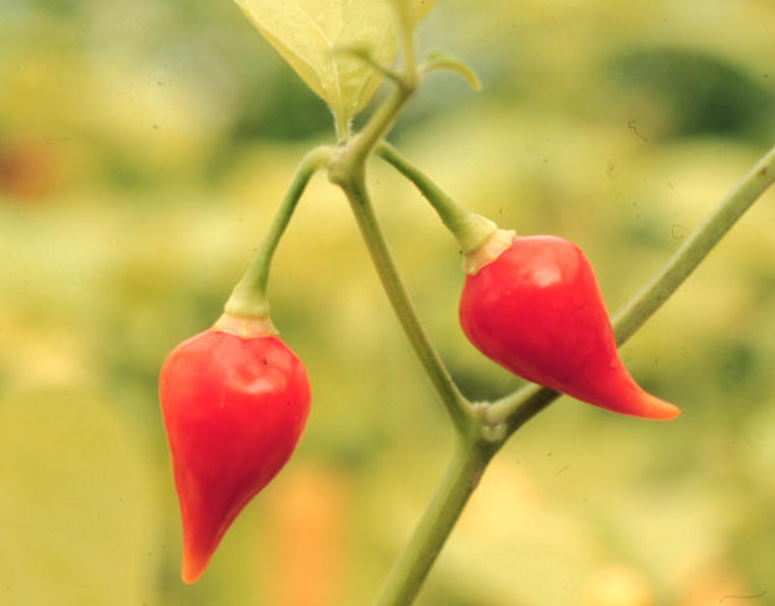 SEMENTES PIMENTA BIQUINHO BRS MOEMA EMBRAPA 1000 SEMENTES