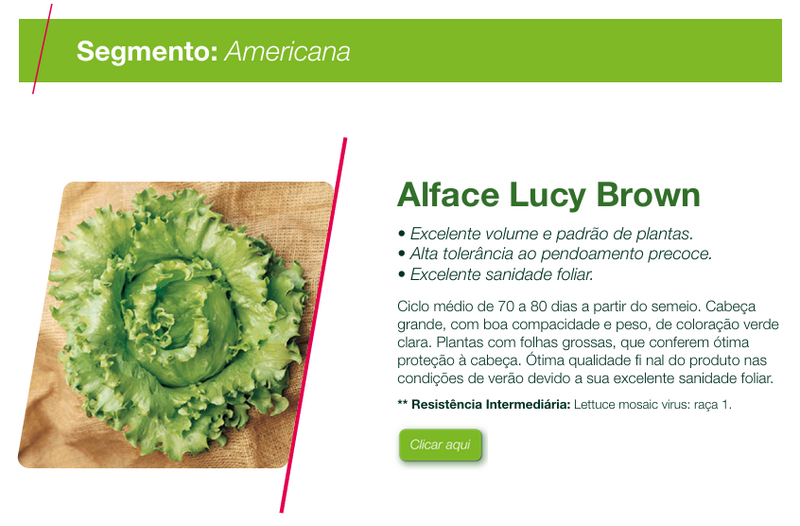 ALFACE AMERICANA LUCY BROWN SEMINIS 25000 SEMENTES