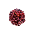 ALFACE CRESPA ROXA NATASHA FELTRIN 1000 SEMENTES