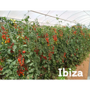 TOMATE GRAPE CEREJA HIBRIDO IBIZA EWS 500 SEMENTES