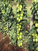 TOMATE HÍBRIDO PLUTÃO BLUESEEDS 1000 SEMENTES