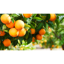 FERTILIZANTE ORGANICO  VIT ORG VG GREEN HAS 1L