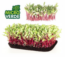 SEMENTES MICROVERDE BETERRABA SEM TRATAMENTO TOPSEED 500G