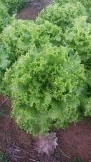 ALFACE CRESPA CROCANTE BS AC0063 BLUESEEDS 25.000 SEMENTES