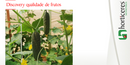 PEPINO CAIPIRA HIBRIDO DISCOVERY HORTICERES 1000 SEMENTES