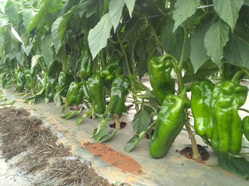 PIMENTÃO HÍBRIDO TOPAZ AGROCINCO EMBRAPA 1000 SEMENTES
