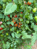 SEM TOMATE GRAPE HIB RED SUGAR  0.5MX - HORTICERES