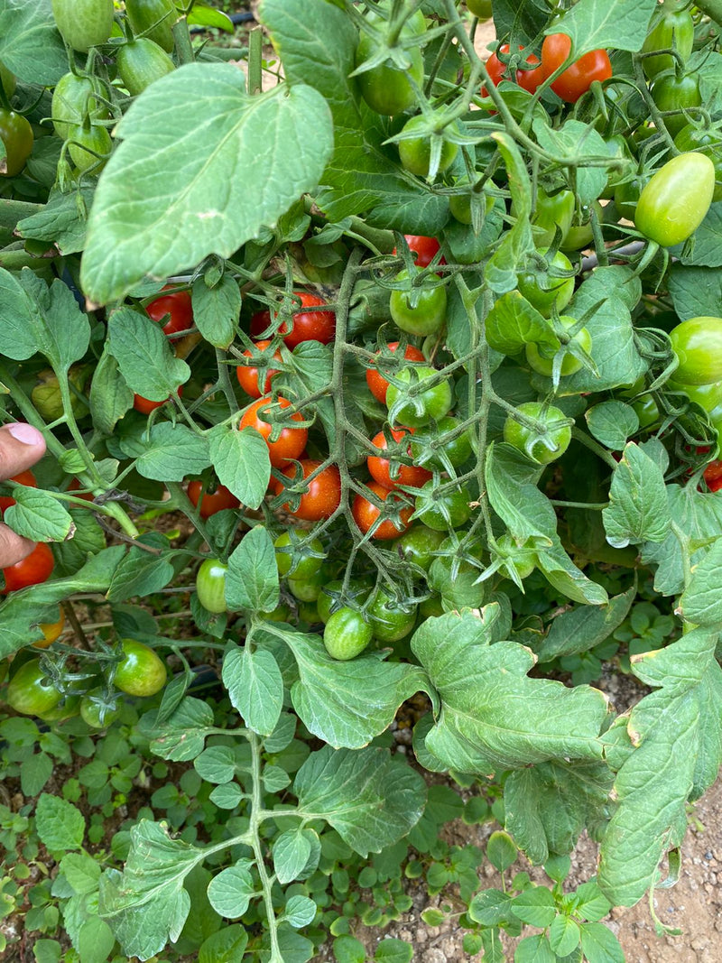 SEM TOMATE GRAPE HIB RED SUGAR  0.5MX - HORTICERES