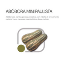 SEMENTES ABÓBORA MINI PAULISTA HORTICERES 100G