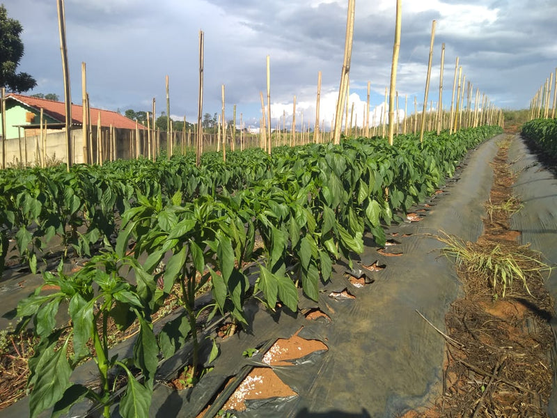 PIMENTÃO HÍBRIDO TOPAZ AGROCINCO EMBRAPA 1000 SEMENTES
