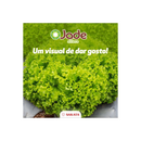 ALFACE CRESPA JADE SAKATA 7500 SEMENTES