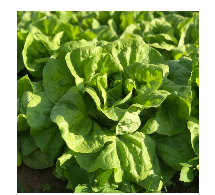 ALFACE LISA LUARA EWS 7500 SEMENTES