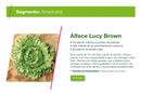 ALFACE AMERICANA LUCY BROWN SEMINIS 250.000 SEMENTES