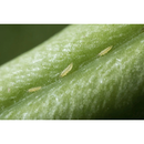 BEAUVERIA BASSIANA + METARHIZIUM ANISOPLIAE + ISARIA FUMOSOROSEA FORNAX 1L