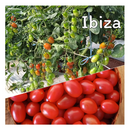 TOMATE GRAPE CEREJA HIBRIDO IBIZA EWS 500 SEMENTES