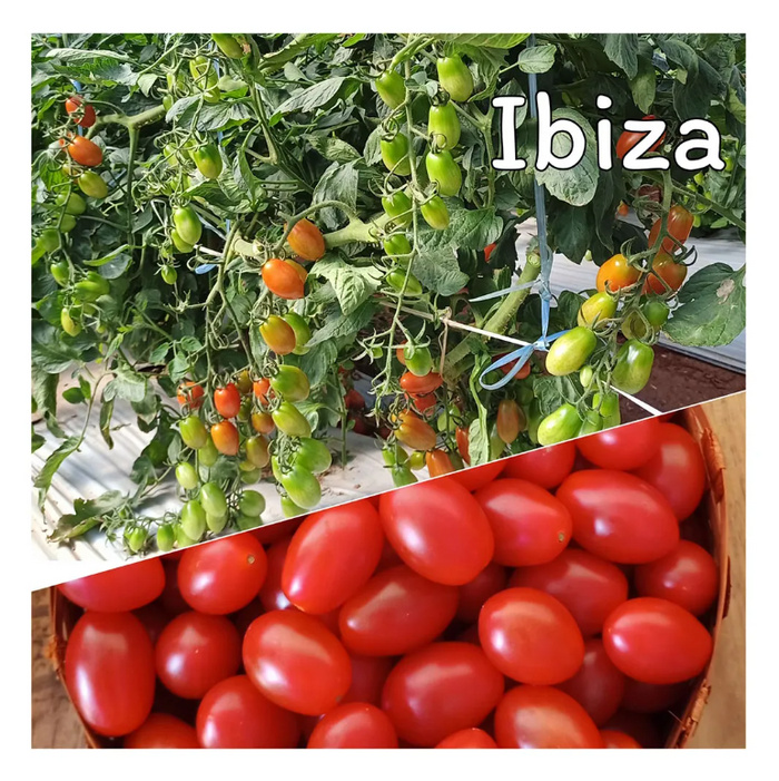 TOMATE GRAPE CEREJA HIBRIDO IBIZA EWS 500 SEMENTES