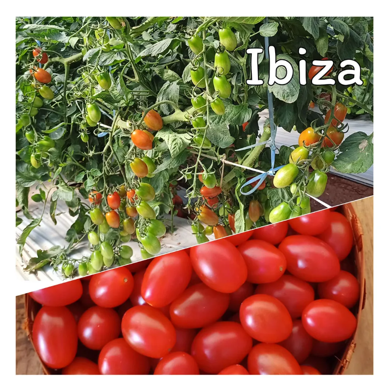 TOMATE GRAPE CEREJA HIBRIDO IBIZA EWS 500 SEMENTES