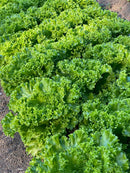 ALFACE CROCANTE BS CROC0163 BLUESEEDS 7500 SEMENTES