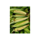 Sementes Milho Pamonheiro/Silagem Híbrido Bm904 3kg