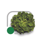 CHICORIA MALAN 5000 SEMENTES HORTICERES