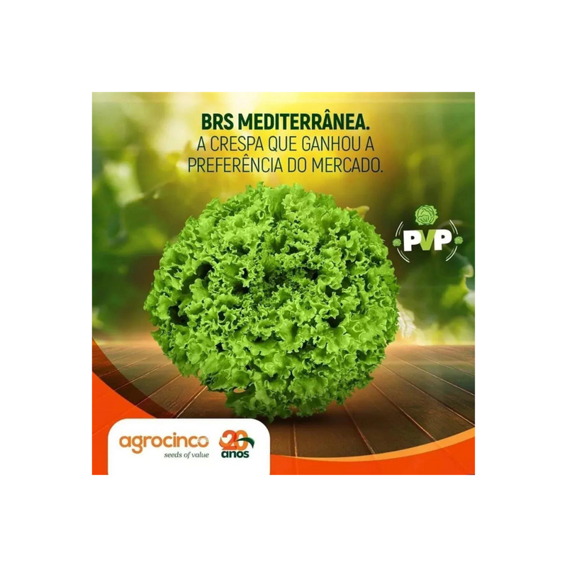 ALFACE CRESPA MEDITERRANEA AGROCINCO/EMBRAPA 1000 SEMENTES