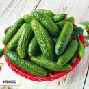 SEMENTES PEPINO CONSERVA HIBRIDO FEISTY F1 100G TSV