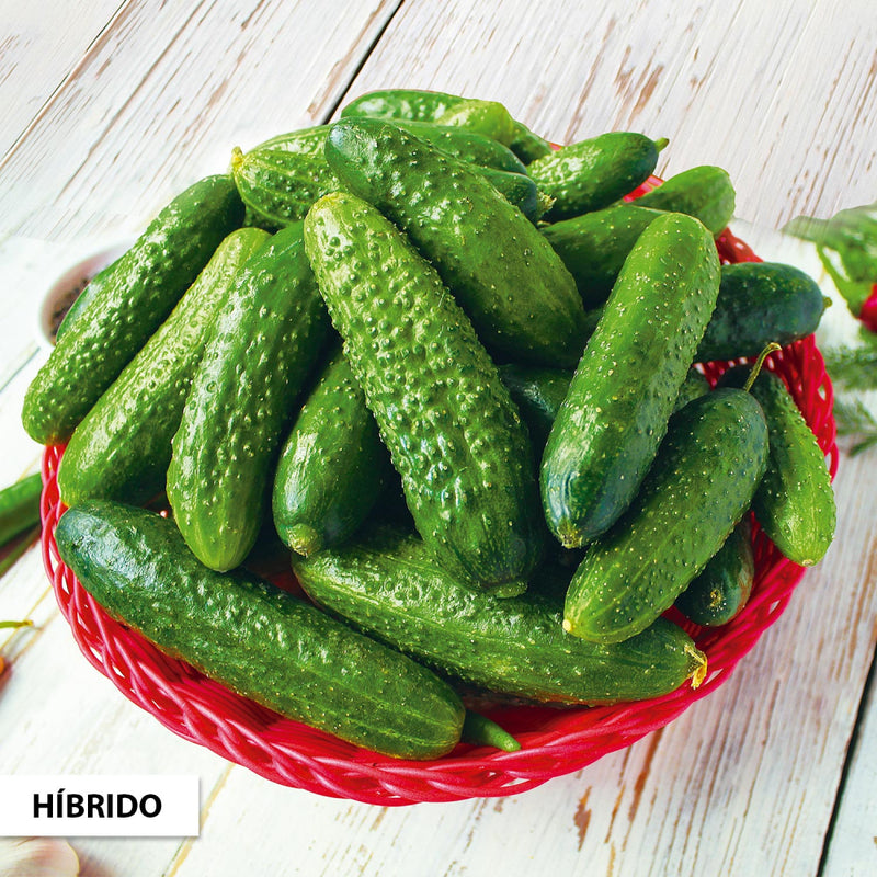 SEMENTES PEPINO CONVERSA HIBRIDO FEISTY F1 100G TSV