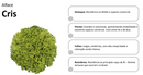 ALFACE CRESPA CRIS HORTICERES 5000 SEMENTES