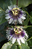 FERTILIZANTE OCTABORATO SODIO 20% NUTRIPLANT 2KG