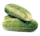 SEMENTES PEPINO HÍBRIDO SAFIRA SAKATA 100G