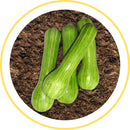 ABOBRINHA HIBRIDA VITORIA SEMINIS 1000 SEMENTES