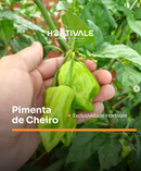 SEMENTES PIMENTA DE CHEIRO HORTIVALE 50G
