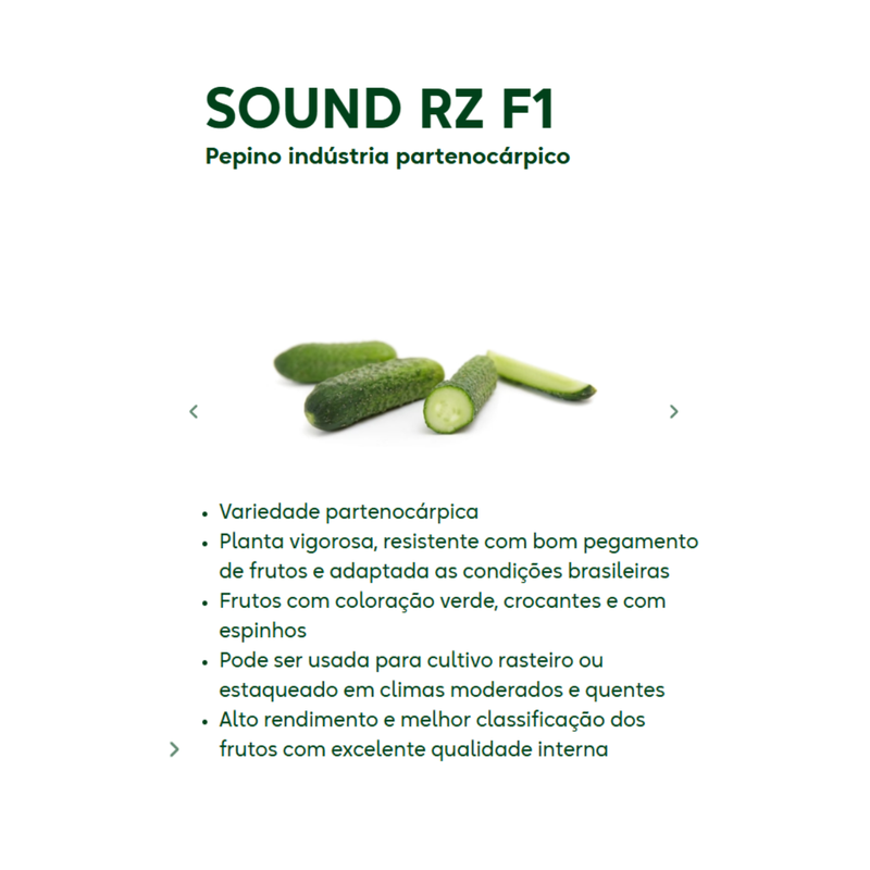 PEPINO INDÚSTRIA HÍBRIDO SOUND F1 RIJK ZWAAN 1000 SEMENTES