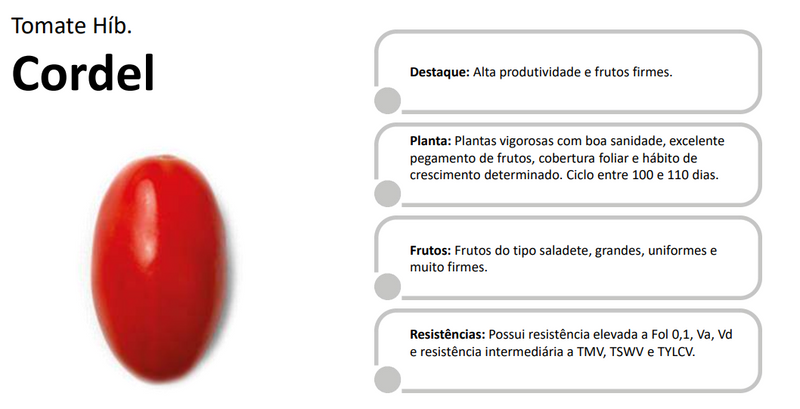 TOMATE HIBRIDO CORDEL HORTICERES 1000 SEMENTES