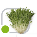 COUVE CHINESA MIZUNA HORTICERES 100G