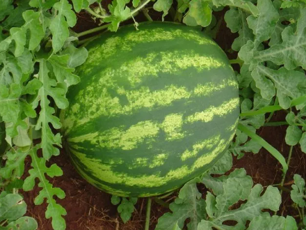 MELANCIA HIBRIDA DAKAR F1 100 SEMENTES AGROCINCO