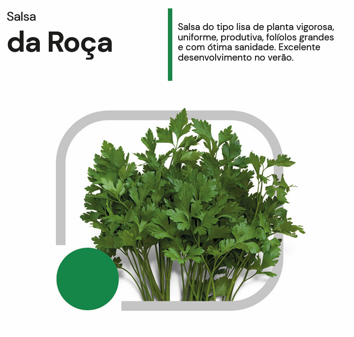 SEMENTES SALSA DA ROÇA HORTICERES 100G