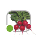 SEMENTES RABANETE HIBRIDO HS2030 HORTICERES 500G