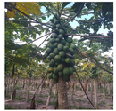 SEMENTES MAMAO PAPAYA SUNRISE SOLO HAWAII VIDASUL 100G
