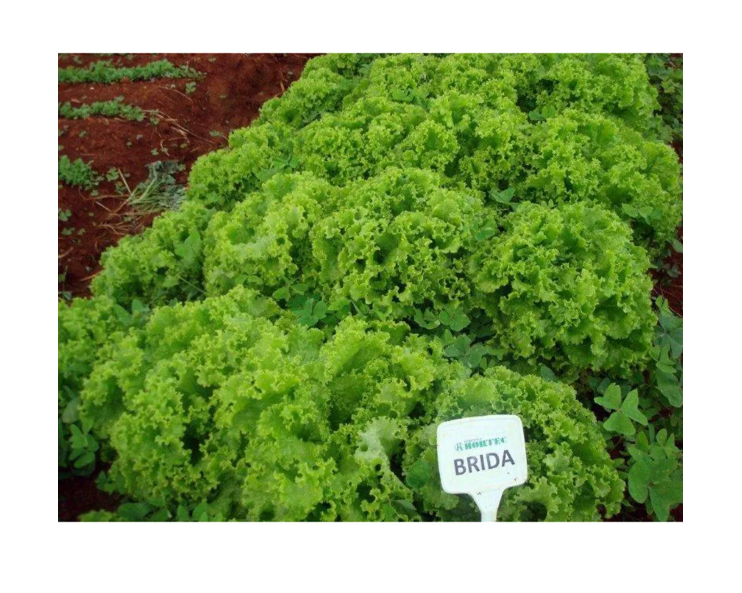 ALFACE CRESPA BRIDA EWS 7500 SEMENTES