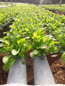 SEMENTES RUCULA ROCOCO 500G TSV