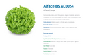 ALFACE CRESPA BS AC0054 BLUESEEDS 7500 SEMENTES